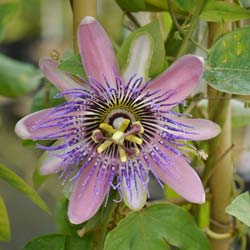 Passiflora Perfume passion